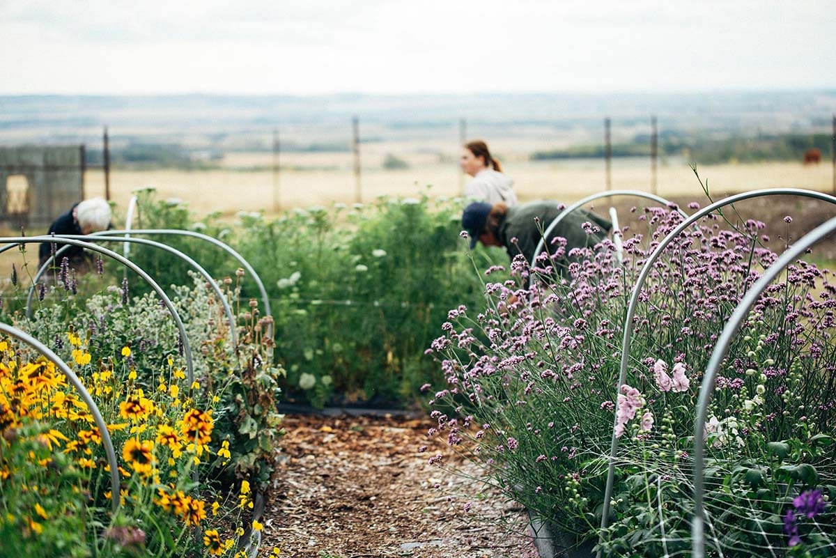 SK Open Farm Days Inspiration Farm 2 Table on 51