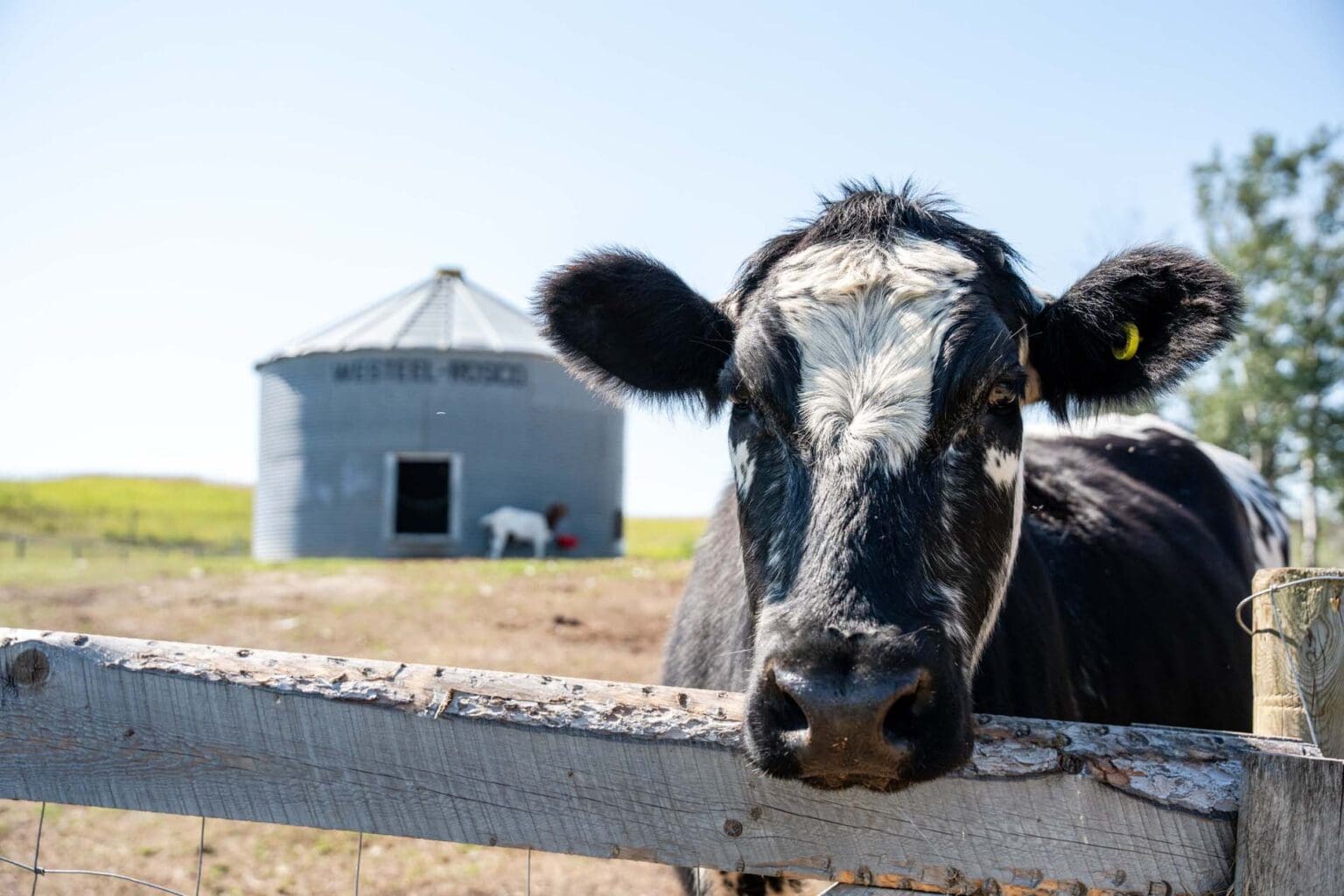 Cow at Wanders Tiny Farm - SK Open Farm Days 2024